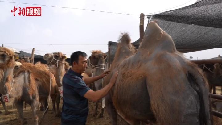 新疆“骆驼之乡”的致富路