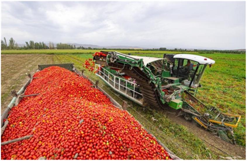 　　吉木萨尔县老台乡老湖村农民收获制酱番茄。何龙 文/图

