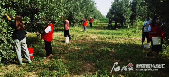 8月18日，伽师县英买里乡拉依力克村的新梅园里，村民在采摘新梅。石榴云新疆日报记者 韩沁言 摄