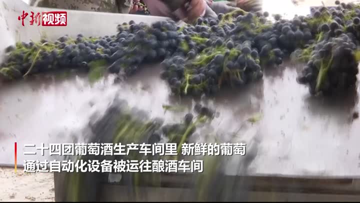 葡萄酒產業正成為新疆兵團特色優勢產業