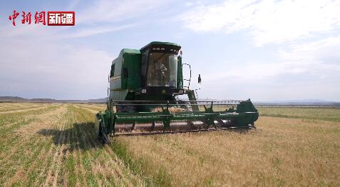 新疆吉木乃縣2.83萬畝小麥收割工作接近尾聲