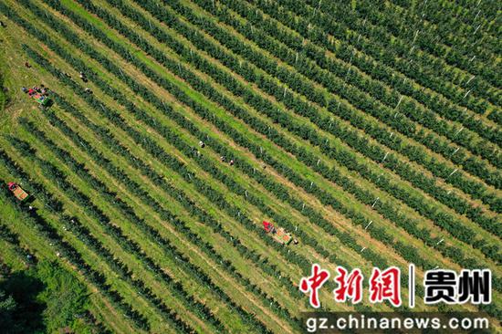 贵州威宁：苹果“俏”枝头 一派好“丰”景