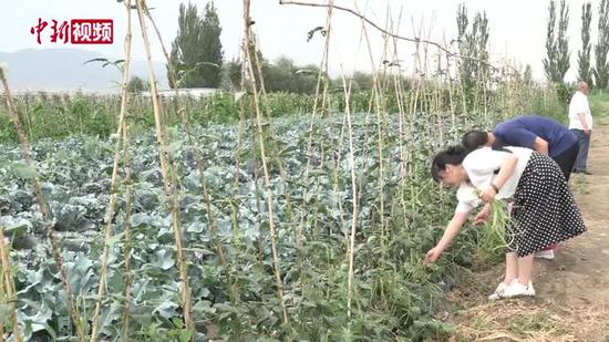 果蔬采摘园成新疆兵团民众增收新途径