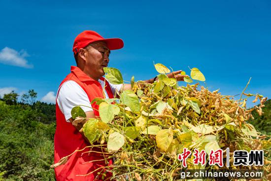 8月22日，贵州省遵义市务川仡佬族苗族自治县石朝乡村民采收大豆 。