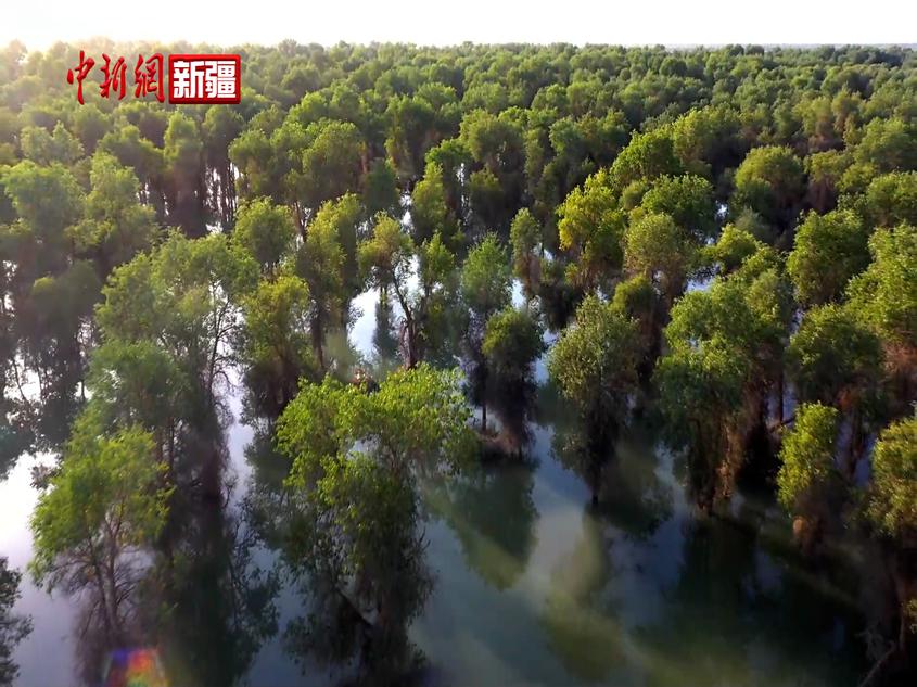 新疆沙雅：生态治理科学引洪 百万亩胡杨林“畅饮”塔河水