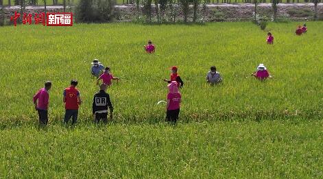 新疆温宿县：处暑到 水稻田间管理忙