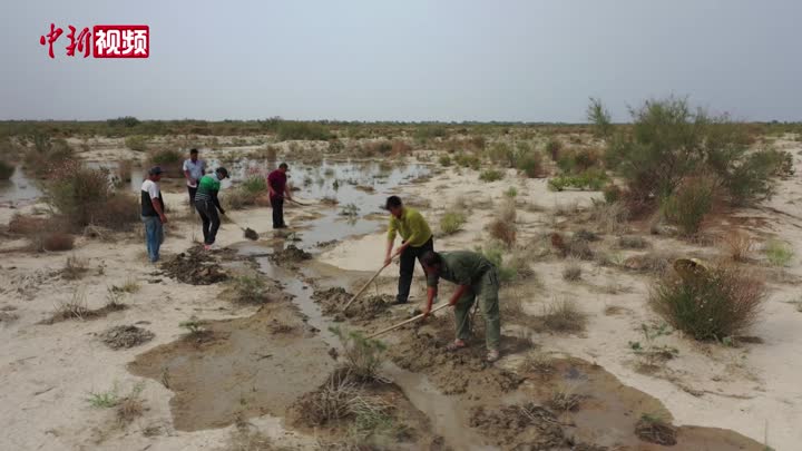 新疆引洪灌溉為胡楊林“解渴”