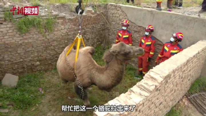 千斤駱駝被狼趕入2米深坑 新疆消防吊車救助