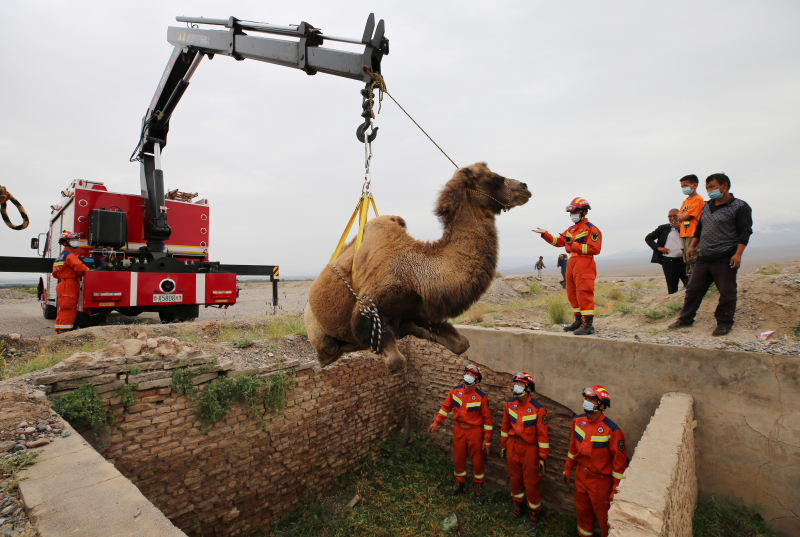 駱駝被野狼追趕掉入深坑 新疆溫宿縣消防員成功救助
