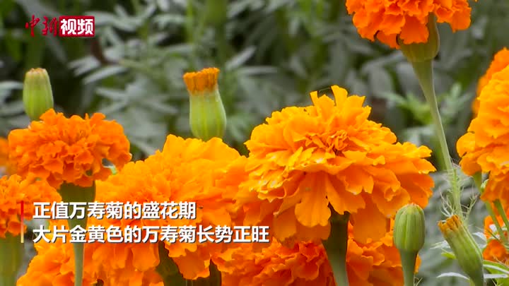 萬壽菊成為新疆莎車縣民眾的“致富花”
