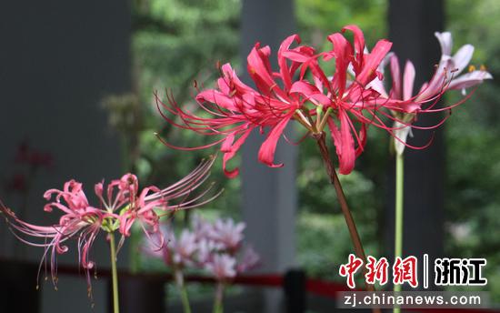 杭州植物园内石蒜花艳丽绽放。陈权意（实习生） 摄