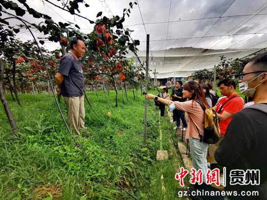 两岸媒体在水城区米箩乡猕猴桃种植基地采访 王超 摄