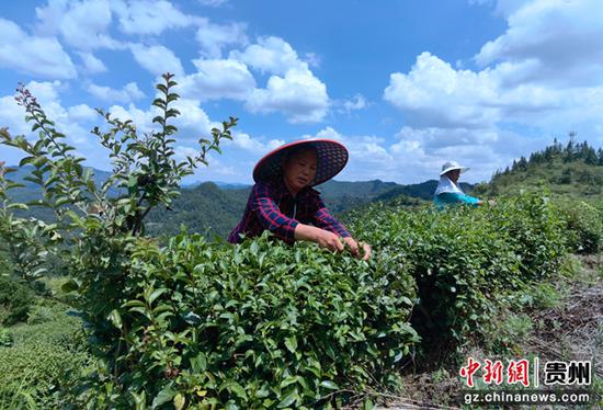 新华村茶农金承香正在双手采秋茶。