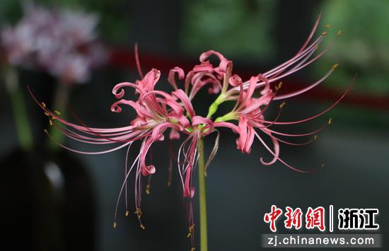 杭州植物园内石蒜花艳丽绽放。陈权意（实习生） 摄