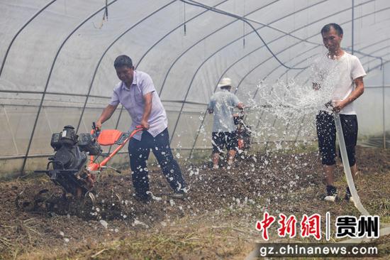 2022年8月25日，务川自治县分水镇过江社区村民在大棚里浇水整地准备秋种油菜育苗。田东摄