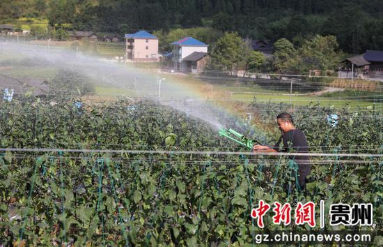 2022年8月25日，村民在务川自治县分水镇中坝村蔬菜基地里浇水，保农业生产。田东摄