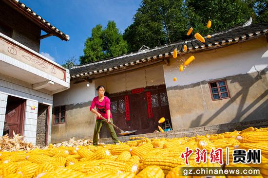 2022年8月28日，贵州省黔西市洪水镇洪箐村，农民晾晒采收的玉米棒。