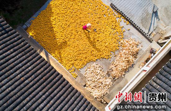 2022年8月28日，贵州省黔西市洪水镇洪箐村，农民晾晒采收的玉米棒（无人机照片）。