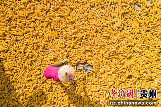 2022年8月28日，贵州省黔西市洪水镇洪箐村，农民晾晒采收的玉米棒（无人机照片）。