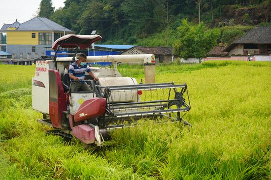 岑巩县凯本镇凯阳村坝区正在收割杂交水稻。黄燕 摄