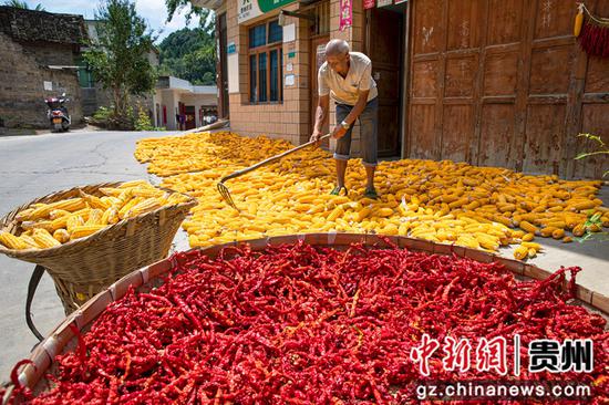 2022年8月28日，贵州省黔西市洪水镇洪箐村，农民晾晒采收的玉米棒和辣椒。