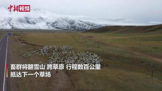 新疆百万牲畜开启“秋之旅”