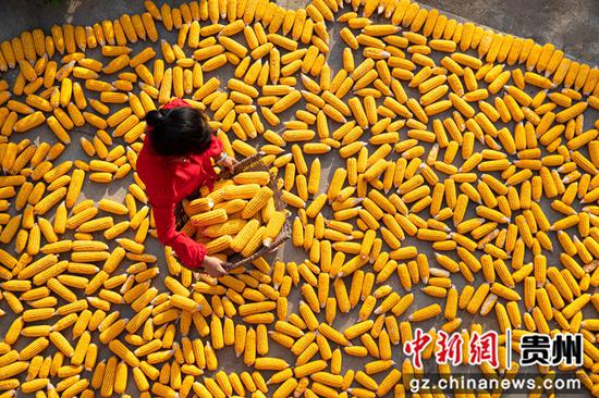 2022年8月28日，贵州省黔西市洪水镇洪箐村，农民晾晒采收的玉米棒。