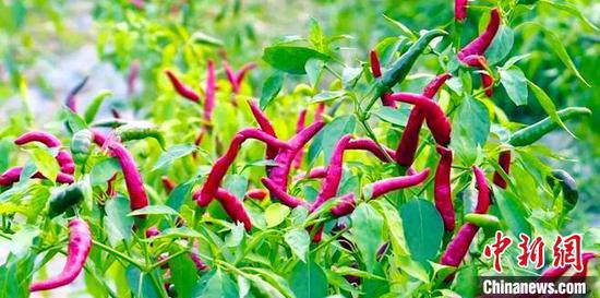 新疆阿克苏市1500亩小米辣椒喜获丰收。　陈九洲　摄