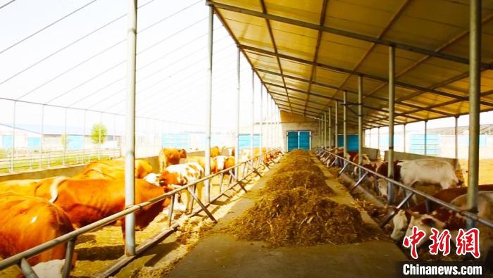 截至目前，新疆新和縣已建成規模牛養殖合作社97個、牛集中養殖小區93個?！⌒潞涂h融媒體中心提供