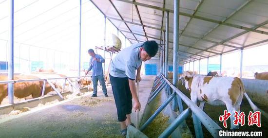牛产业已成为新疆新和县农民致富增收的主要产业之一。　新和县融媒体中心提供