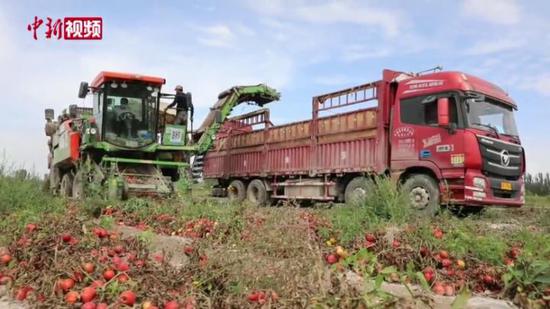 新疆南部万亩番茄丰收 全程采摘仅需2分钟