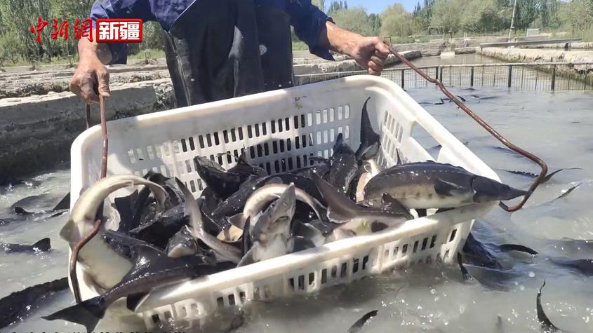 新疆乌什：冷水鱼养出“热产业”