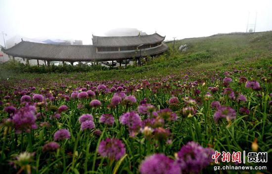 贵州屋脊：万亩野生韭菜花开吸引游人“醉”