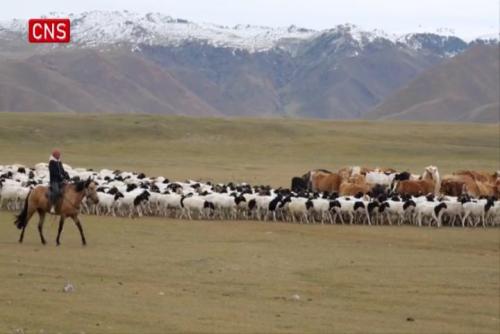 Millions of livestock begin autumn migration in NW China's Xinjiang