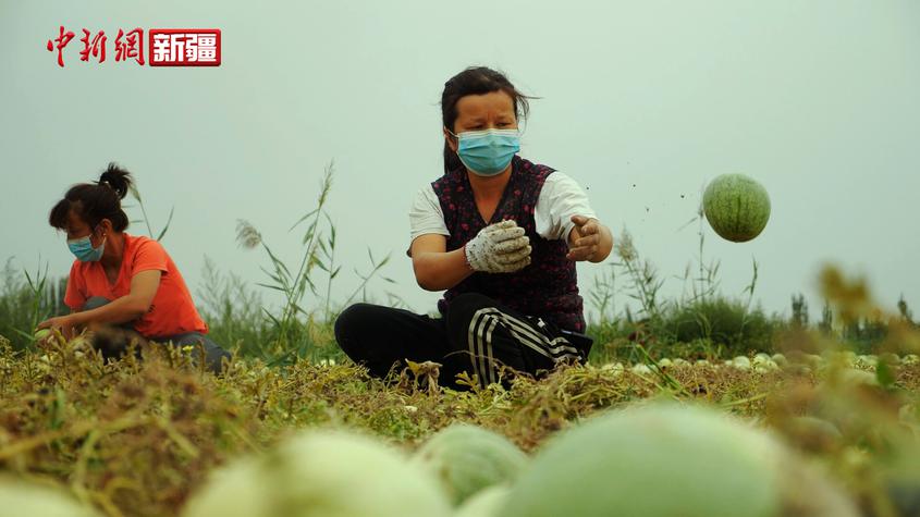 新疆沙雅：打瓜喜丰收 农民笑开颜
