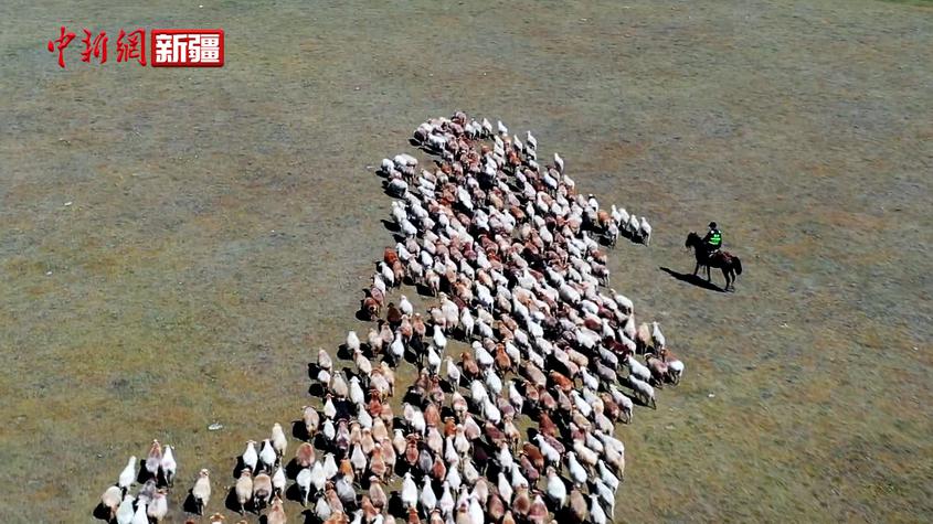 20万只牛羊秋季转场新疆移民管理警察全程护航当“保镖”