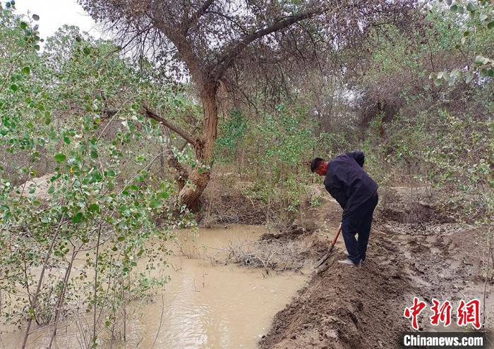 引洪灌溉 新疆南部逾80万亩公益林“喝”上生态水