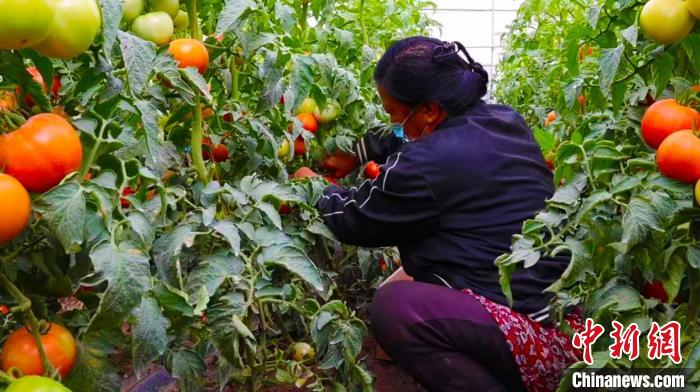 近年来，新疆库车市乌恰镇蔬菜新村发挥城郊区位优势，采取“合作社＋基地＋农户”模式，发展特色蔬菜种植　杨先桃 　摄
