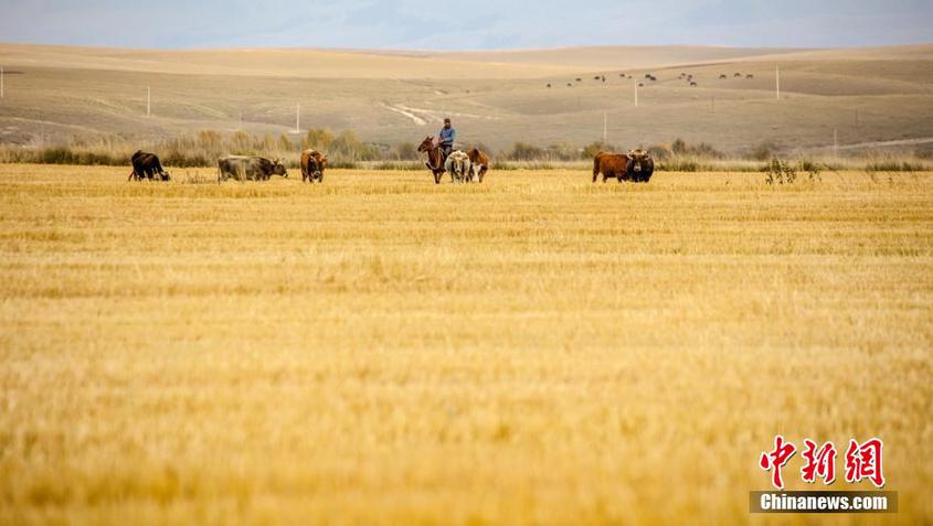 进入9月，秋天的新疆昭苏大草原辽阔空旷，秋收后的麦地一片金黄，牛羊在自由地觅食，打成捆的麦秆散落在田野中，显得恬静自然。刘龙玲 摄