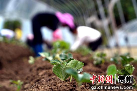 9月2日，在贵州省务川自治县分水镇草莓基地里，工人正在大棚内移栽草莓苗。