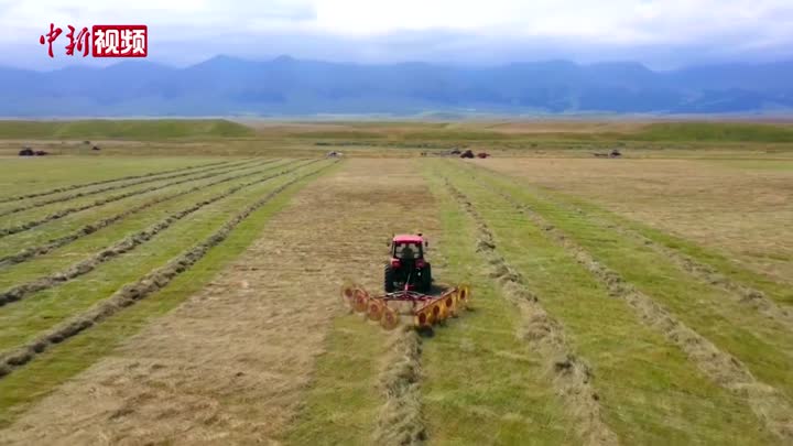 新疆：牧草收割 草原一派繁忙