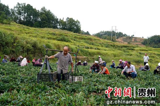 9月2日，在贵州省务川自治县分水镇草莓育苗基地里，工人正在移苗。
