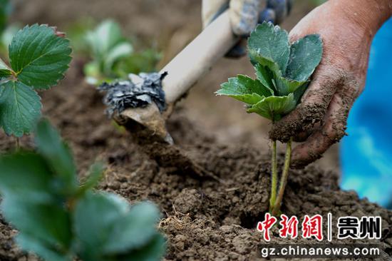 9月2日，在贵州省务川自治县分水镇草莓基地里，工人正在大棚内移栽草莓苗。
