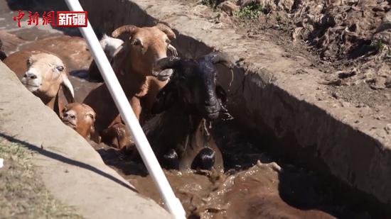 新疆阿勒泰市 开展秋季羊群“药浴”工作 