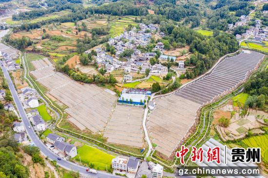 贵州省务川自治县分水镇草莓基地全景。 无人机拍摄