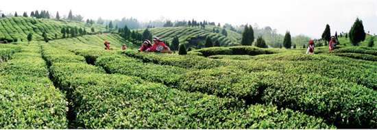 飘香茶园采茶忙，绿水青山处处景。（资料图）