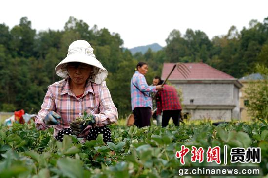 9月2日，在贵州省务川自治县分水镇草莓育苗基地里，工人正在移苗。