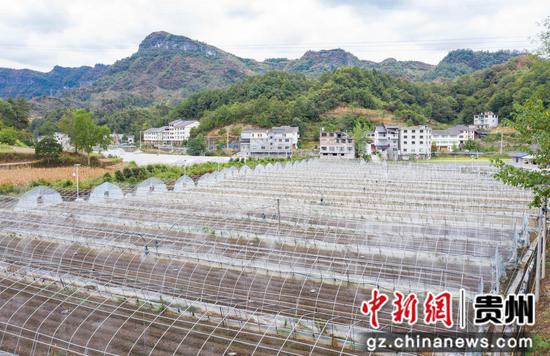 9月2日，在贵州省务川自治县分水镇草莓基地里，喷淋系统正在作业。