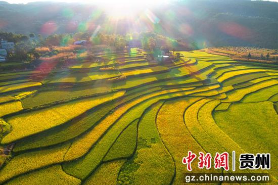 2022年9月5日拍摄的贵州省黔西市锦星镇洪湖村优质水稻种植基地一角（无人机照片）。