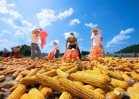 天柱县农投公司务工群众在晾晒玉米